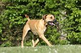 BOERBULL 074